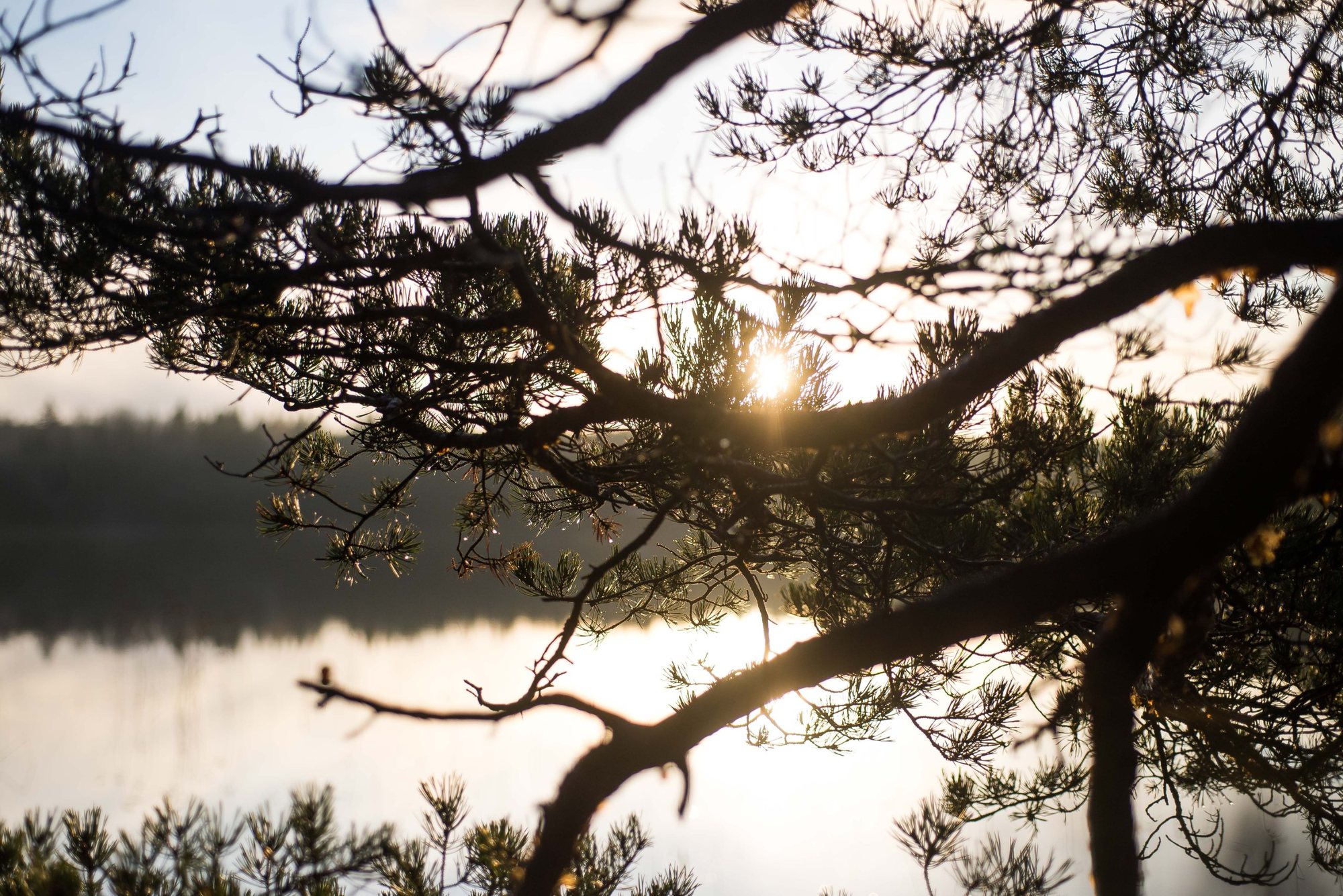 Solen lyser genom tallgrenar vid sjön Halen
